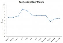 Coney + Salwarpe Species Count Per Month 2013.jpg