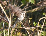 reedbunting.JPG