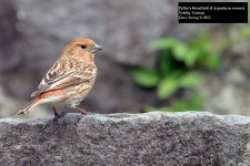 Pallas's Rosefinch 2.jpg