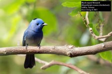 Black-naped Monarch 4.jpg