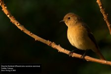 Daurian Redstart 3.jpg