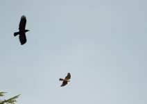 Sparrow Hawk.jpg