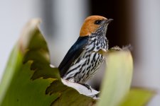 Lesser Striped Swallow.jpg