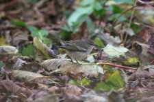 A - Cape May Warbler on the ground 1.JPG