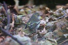 B - Cape May Warbler on the ground 2.jpg