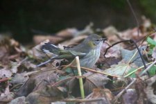 C - Cape May Warbler on the ground 3.jpg