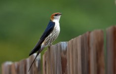 Greater Striped Swallow.jpg