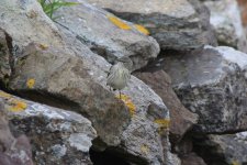 D - Cape May Warbler on the wall 1.jpg