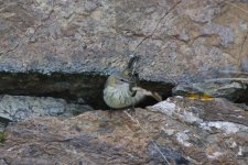 E - Cape May Warbler on the wall 2.jpg