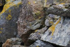 F - Cape May Warbler on the wall 3.jpg