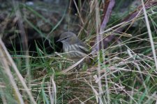 G - Cape May Warbler in the grass 6.JPG