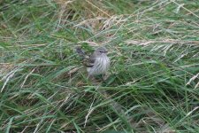 H - Cape May Warbler in the grass 2.jpg