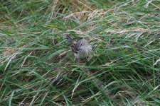 I - Cape May Warbler in the grass 1.jpg