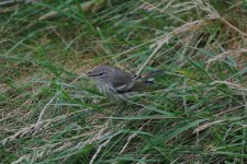 J - Cape May Warbler in the grass 3.jpg