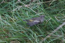 K - Cape May Warbler in the grass 5.jpg