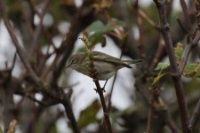 L - Cape May Warbler in the trees 12.jpg