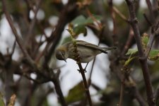 M - Cape May Warbler in the trees 01.JPG