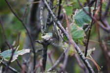 N - Cape May Warbler in the trees 02.jpg