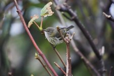 O - Cape May Warbler in the trees 07.jpg