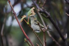 P - Cape May Warbler in the trees 11.JPG