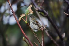 Q - Cape May Warbler in the trees 08.jpg