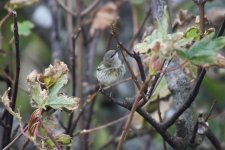 R - Cape May Warbler in the trees 03.jpg