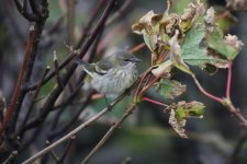 S - Cape May Warbler in the trees 05.jpg