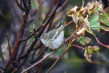 T - Cape May Warbler in the trees 10.jpg