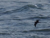 Skua Girdle Ness_131013a.jpg