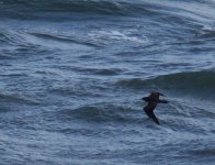 Skua Girdle Ness_131013c.jpg