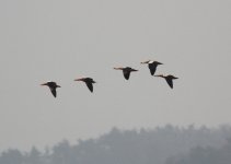 Ruddy Shelduck.jpg