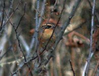 Siberian Accentor.jpg