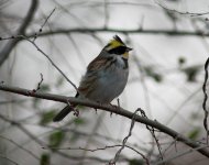 Yellow-throated Bunting.jpg