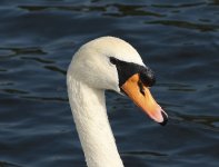 swan.jpg