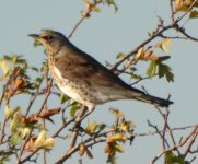 fieldfare.JPG