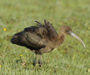 AWG 4357 Glossy Ibis-1.jpg