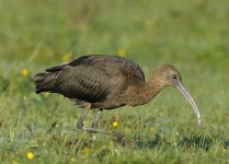 AWG 4884 Glossy Ibis-1.jpg