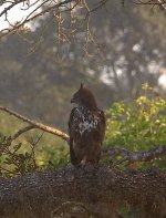 changeable hawk eagle.JPG