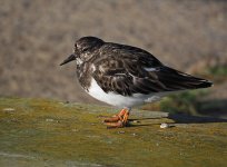 Turnstone on pier 2 small.jpg