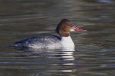 Goosander_G9A8259.JPG