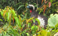 Black-fronted Piping-Guan - Pipile jacutinga 4 - Intervales, Brazil (Medium).JPG