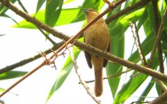 Brown Tanager - Orchesticus abeillei 1 - Itatiaia, Brazil (Medium).JPG