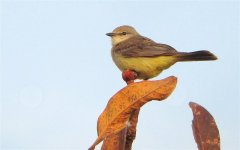 Chapada Flycatcher - Suiriri islerorum 2 - Chapada dos Guimarães, Brazil (Medium).JPG