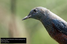 Blue Rock-Thrush 2.jpg