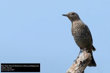 Blue Rock-Thrush.jpg