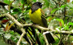 Hooded Berryeater - Carpornis cucullata 4 - Intervales, Brazil (Medium).JPG