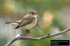 Red-breasted Flycatcher 2.jpg