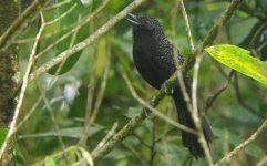 Large-tailed Antshrike - Mackenziaena leachii 1 - Intervales, Brazil (Medium).JPG