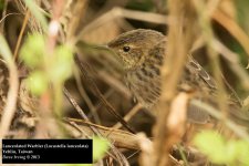 Lanceolated Warbler.jpg