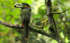 Spot-billed Toucanet -Selenidera maculirostris 2 - Intervales, Brazil (Medium).JPG